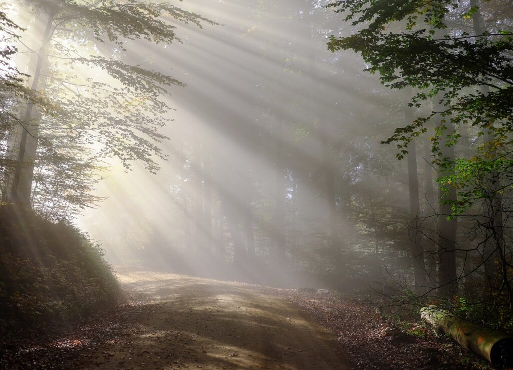 dirt road, sunbeams, forest-1789903.jpg