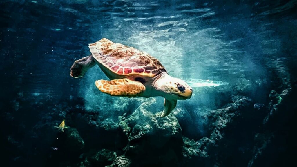 ocean, turtle, animal-1456856.jpg